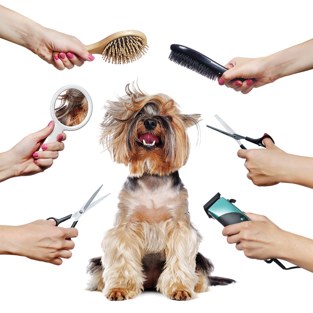 DOG GROOMING 